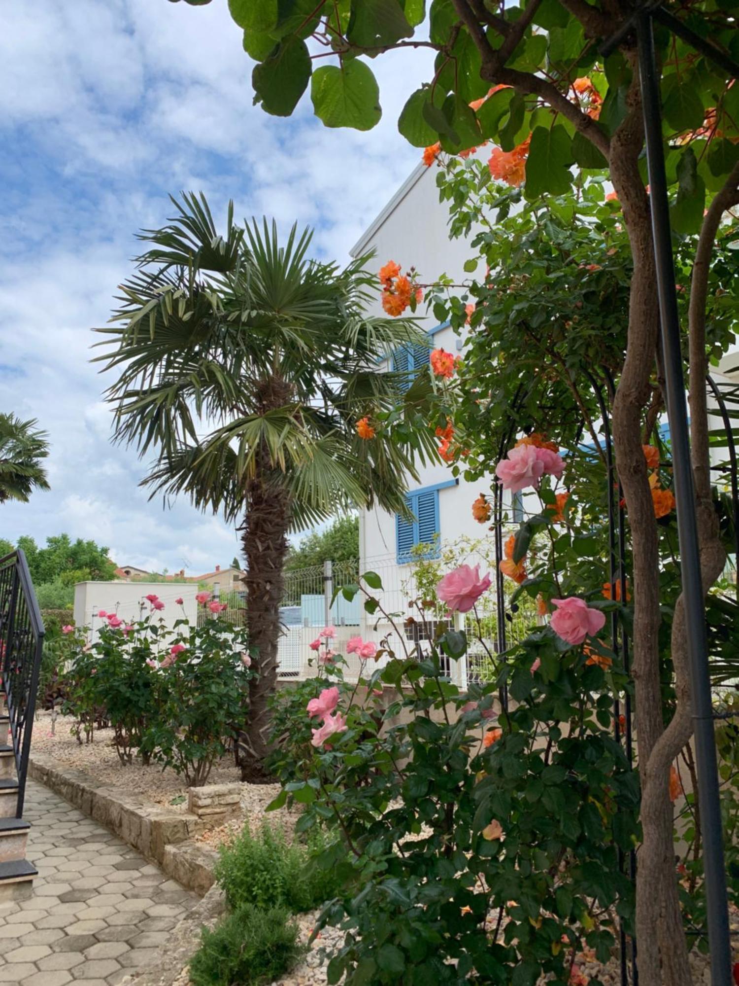 Apartments Kivi Novigrad Istria Dış mekan fotoğraf
